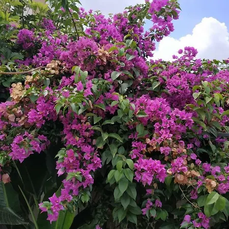 Frühstückspension Tra I Mari Del Salento Lecce